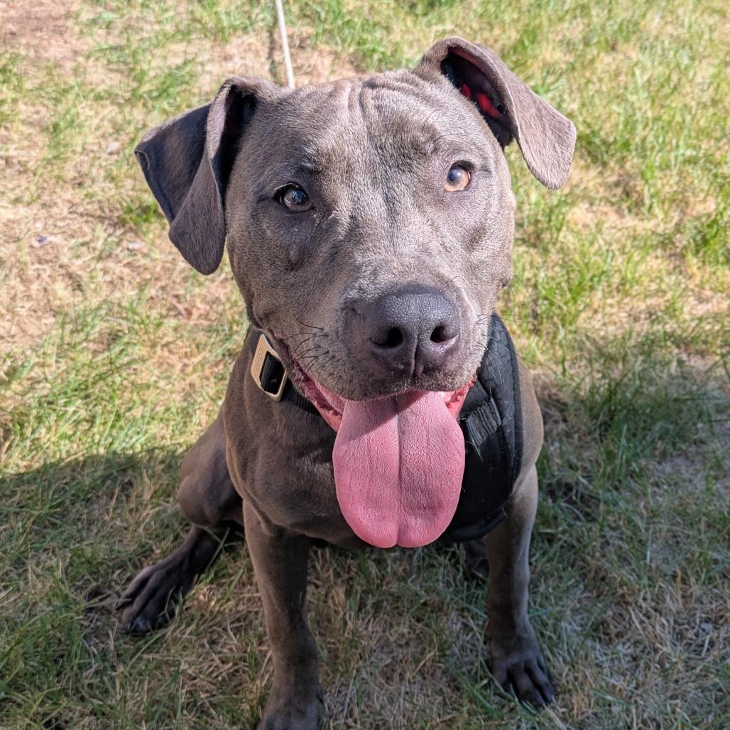 Coriander "Cori", a Adoptable Pit Bull Terrier in Attica, MI image 5/5