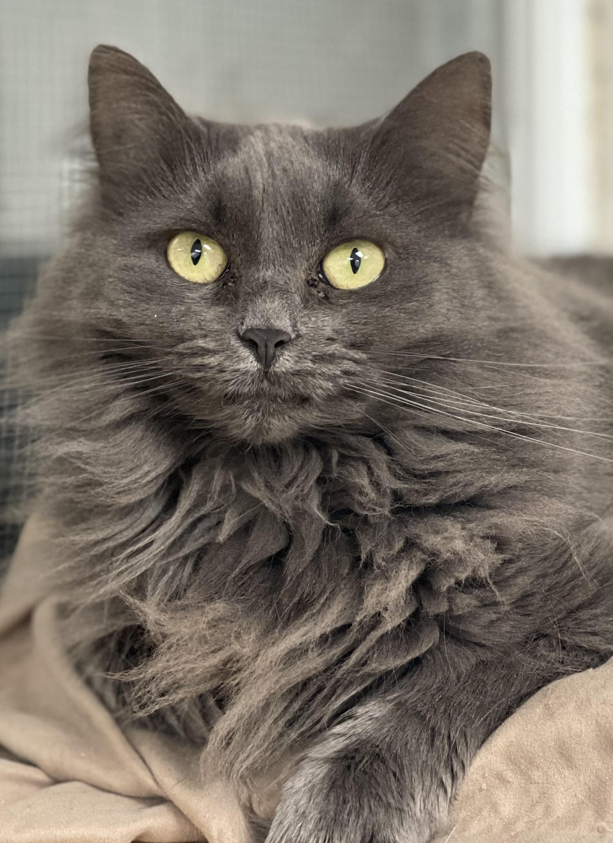 Macie, Adoptable, Adult Female Domestic Long Hair.