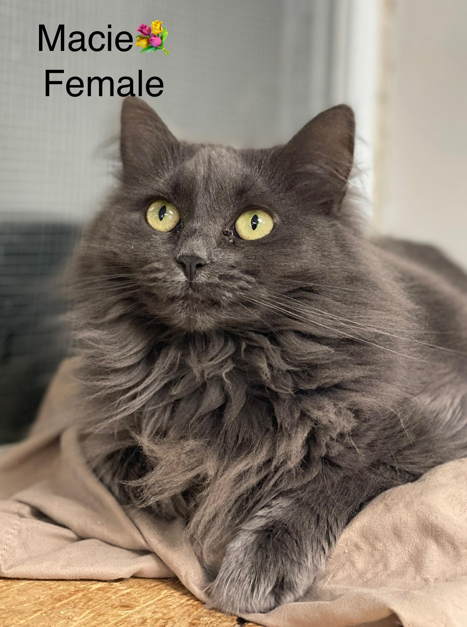 Macie, a Adoptable mixed breed in Calais, ME image 2/2