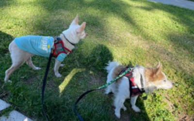 Enlarge Jax, a Adoptable mixed breed in Santa Paula, CA image 4/5