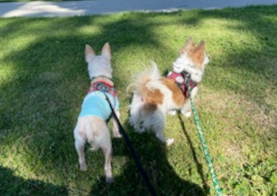 Enlarge Jax, a Adoptable mixed breed in Santa Paula, CA image 5/5