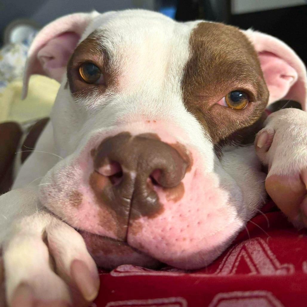 Alvin, a Adoptable Mixed Breed in South Portland, ME image 1/5