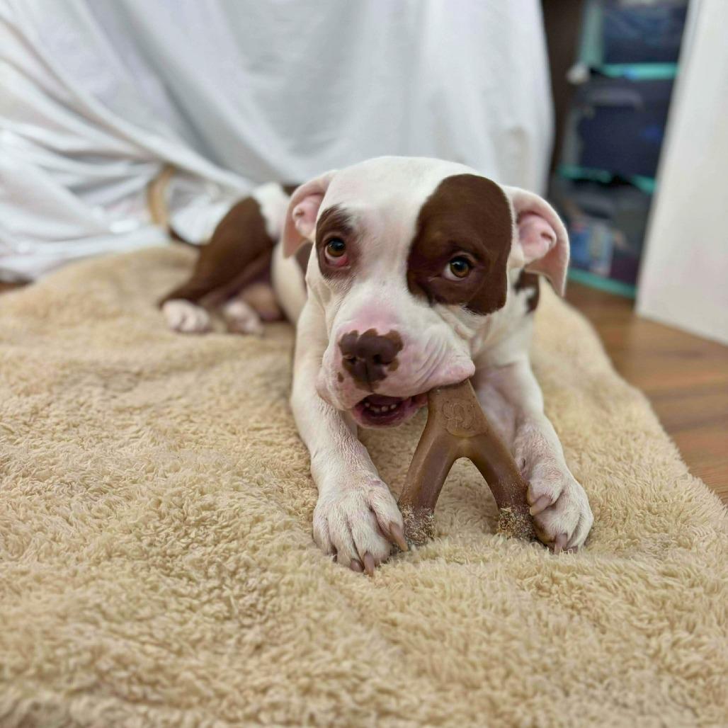 Alvin, a Adoptable Mixed Breed in South Portland, ME image 2/5