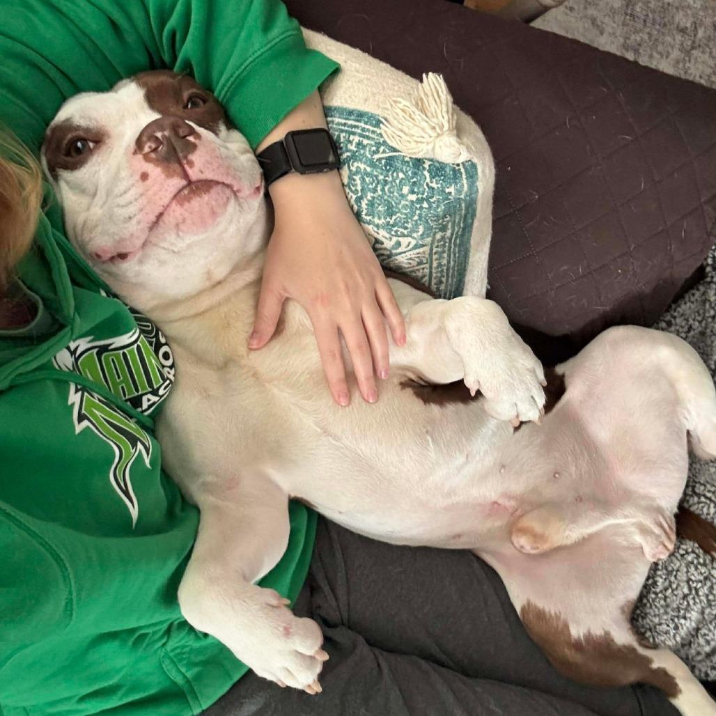 Alvin, a Adoptable Mixed Breed in South Portland, ME image 3/5