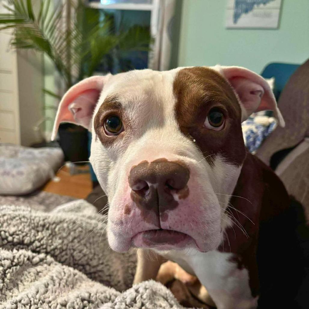 Alvin, a Adoptable Mixed Breed in South Portland, ME image 4/5