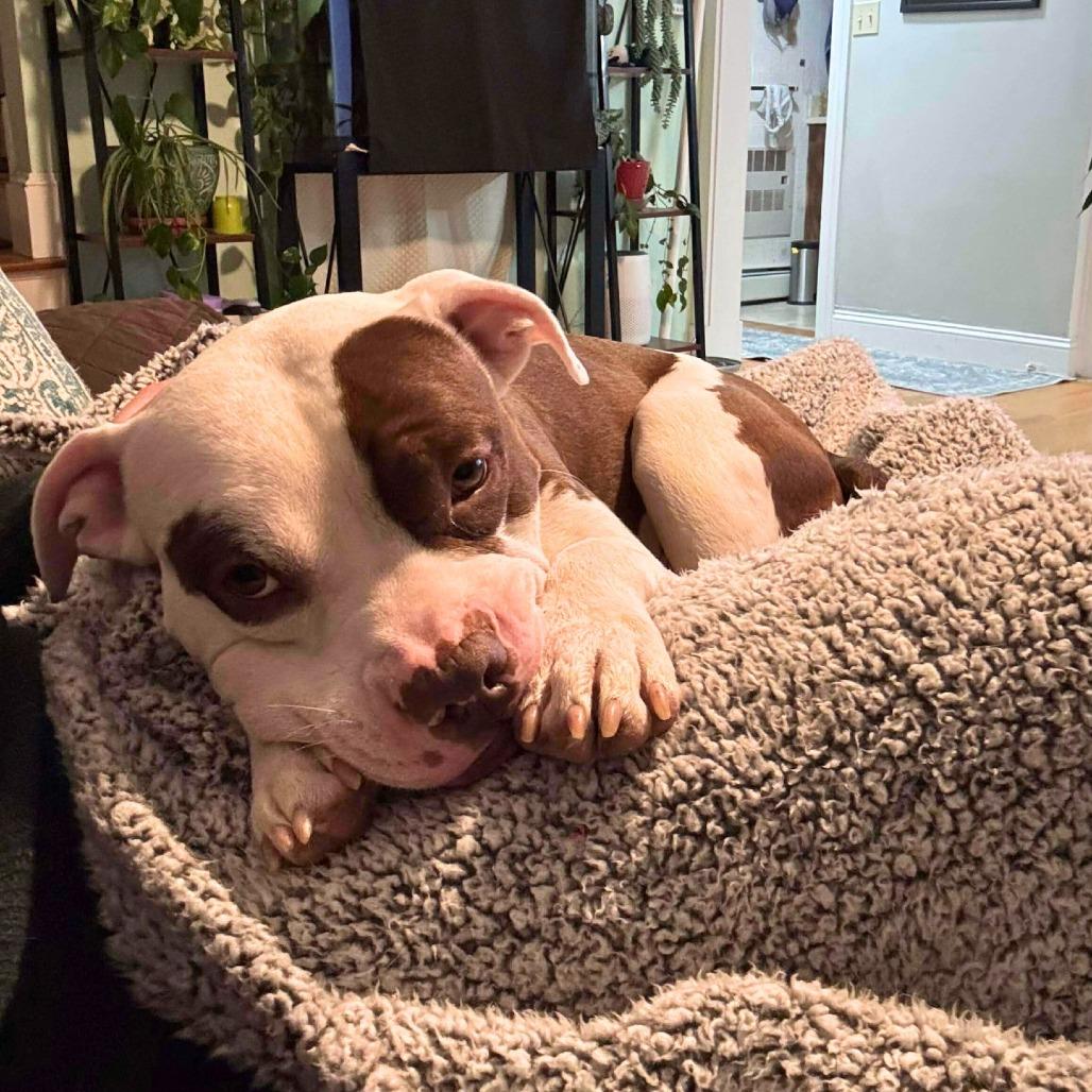 Alvin, a Adoptable Mixed Breed in South Portland, ME image 5/5