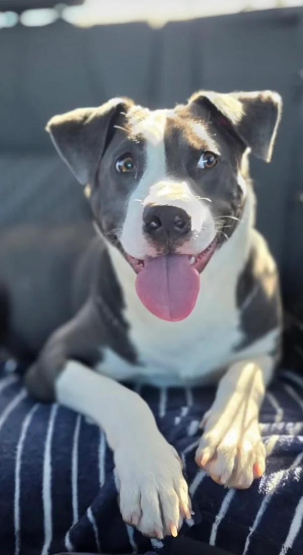 Tater, ADOPTABLE, Young Male Pit Bull Terrier & American Bully.