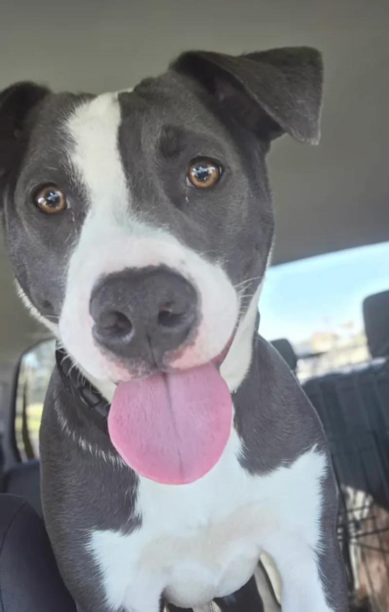 Enlarge Tater, a ADOPTABLE mixed breed in Santa Clara, CA image 2/4