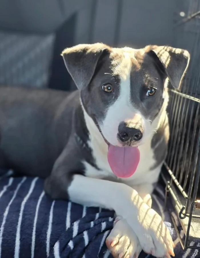 Enlarge Tater, a ADOPTABLE mixed breed in Santa Clara, CA image 3/4