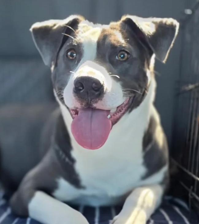 Enlarge Tater, a ADOPTABLE mixed breed in Santa Clara, CA image 4/4