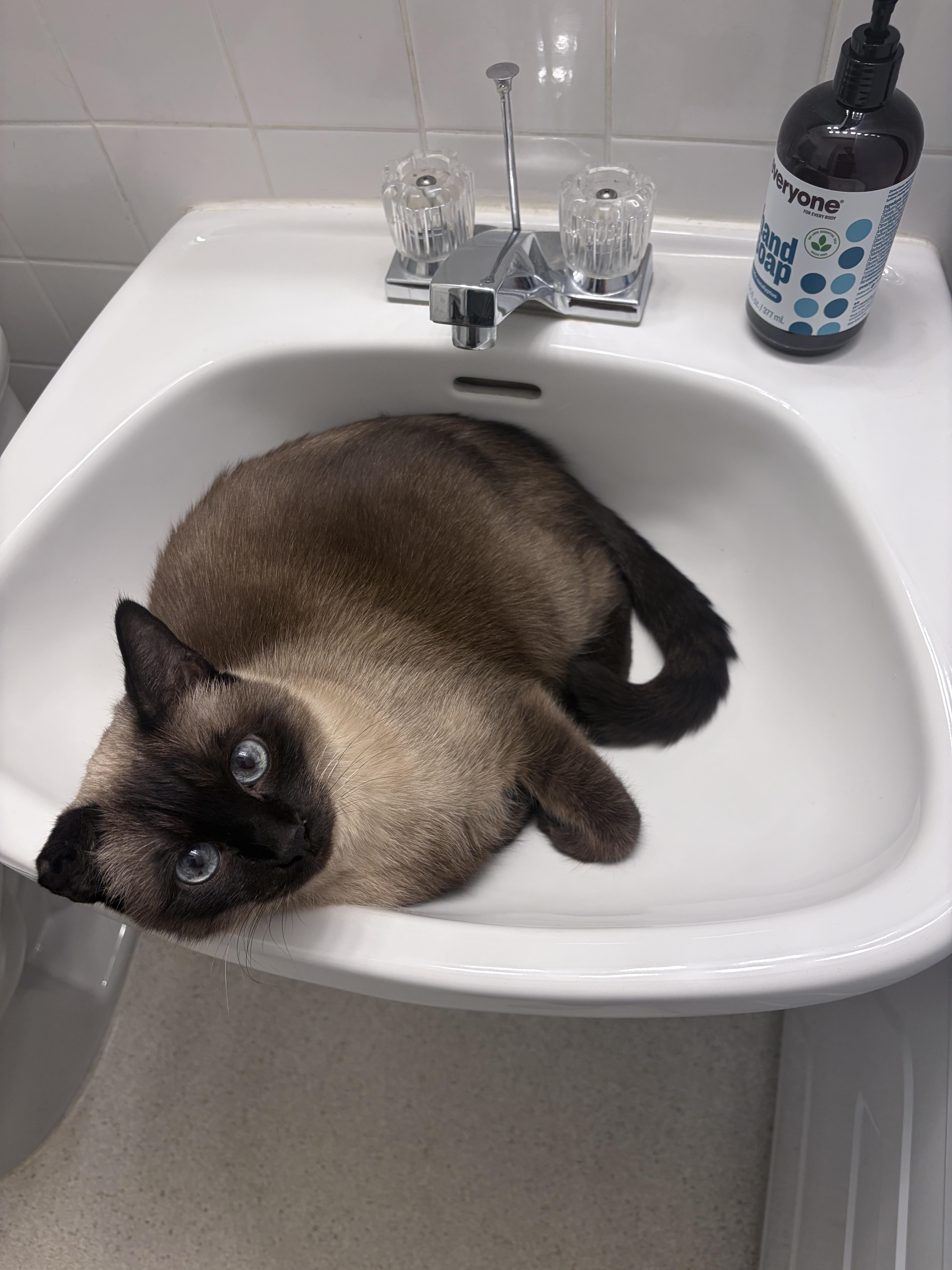 Enlarge Smokie, a Adoptable Domestic Short Hair in Seattle, WA image 4/5