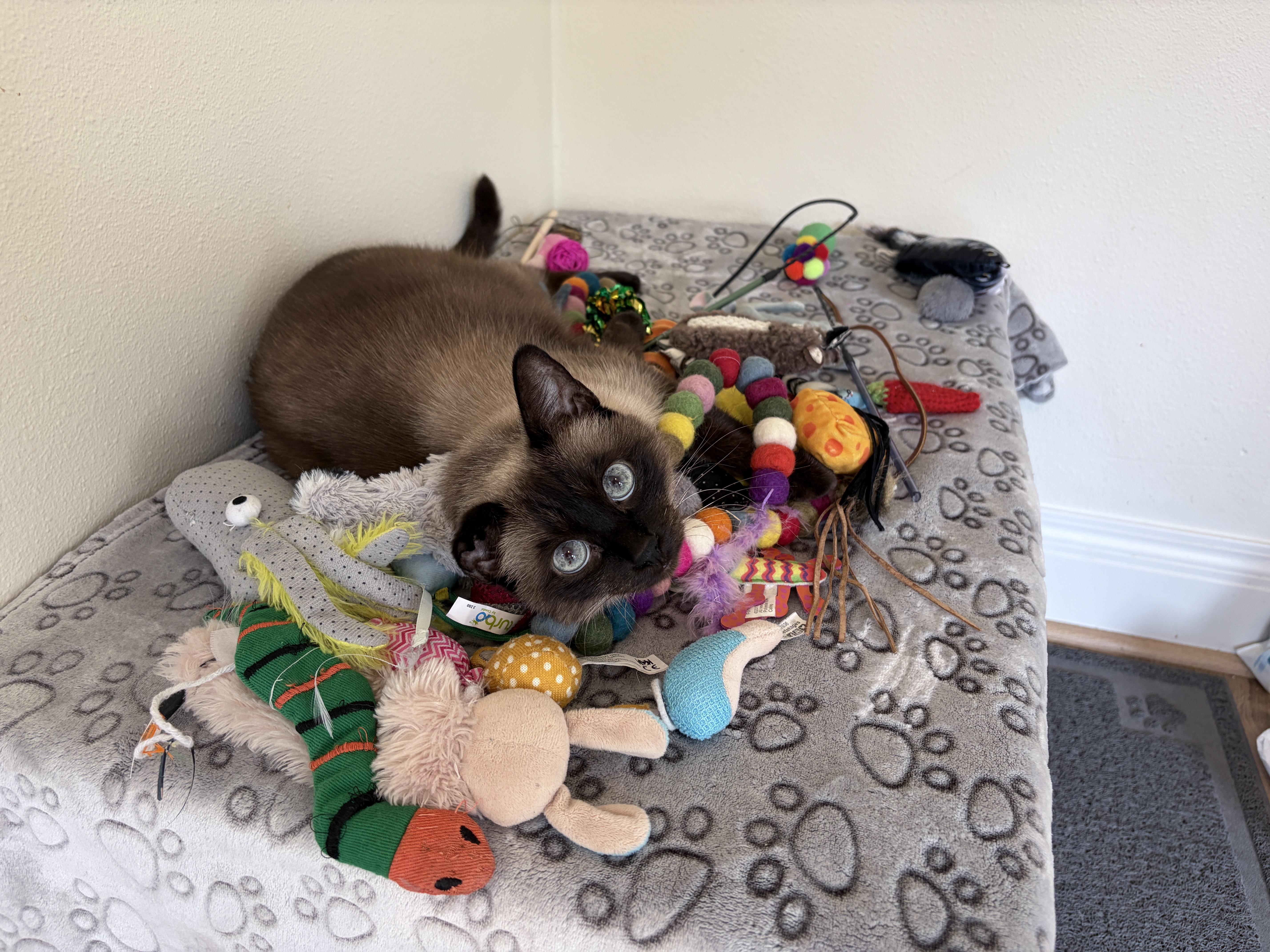 Enlarge Smokie, a Adoptable Domestic Short Hair in Seattle, WA image 5/5