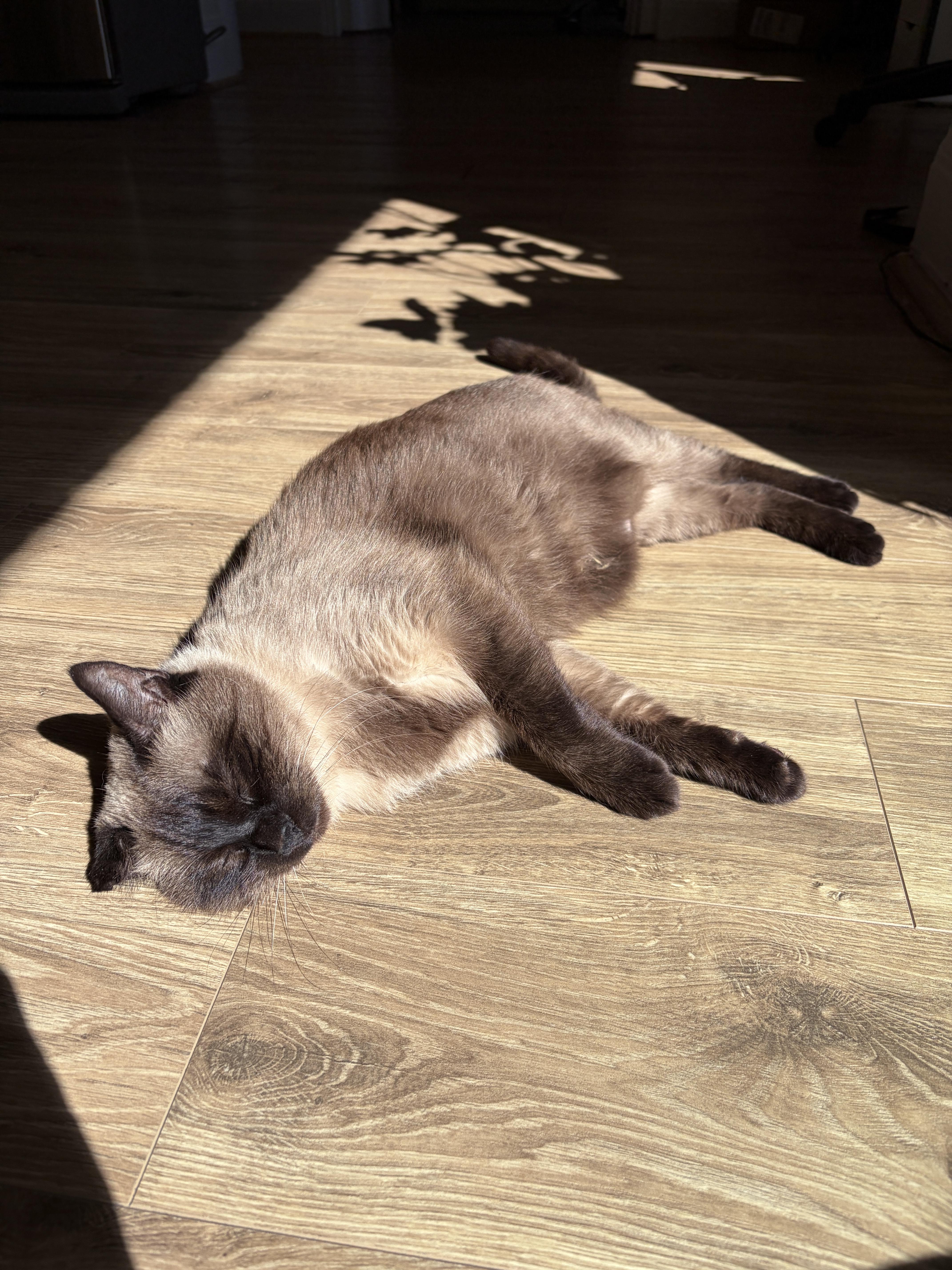 Enlarge Smokie, a Adoptable Domestic Short Hair in Seattle, WA image 3/5