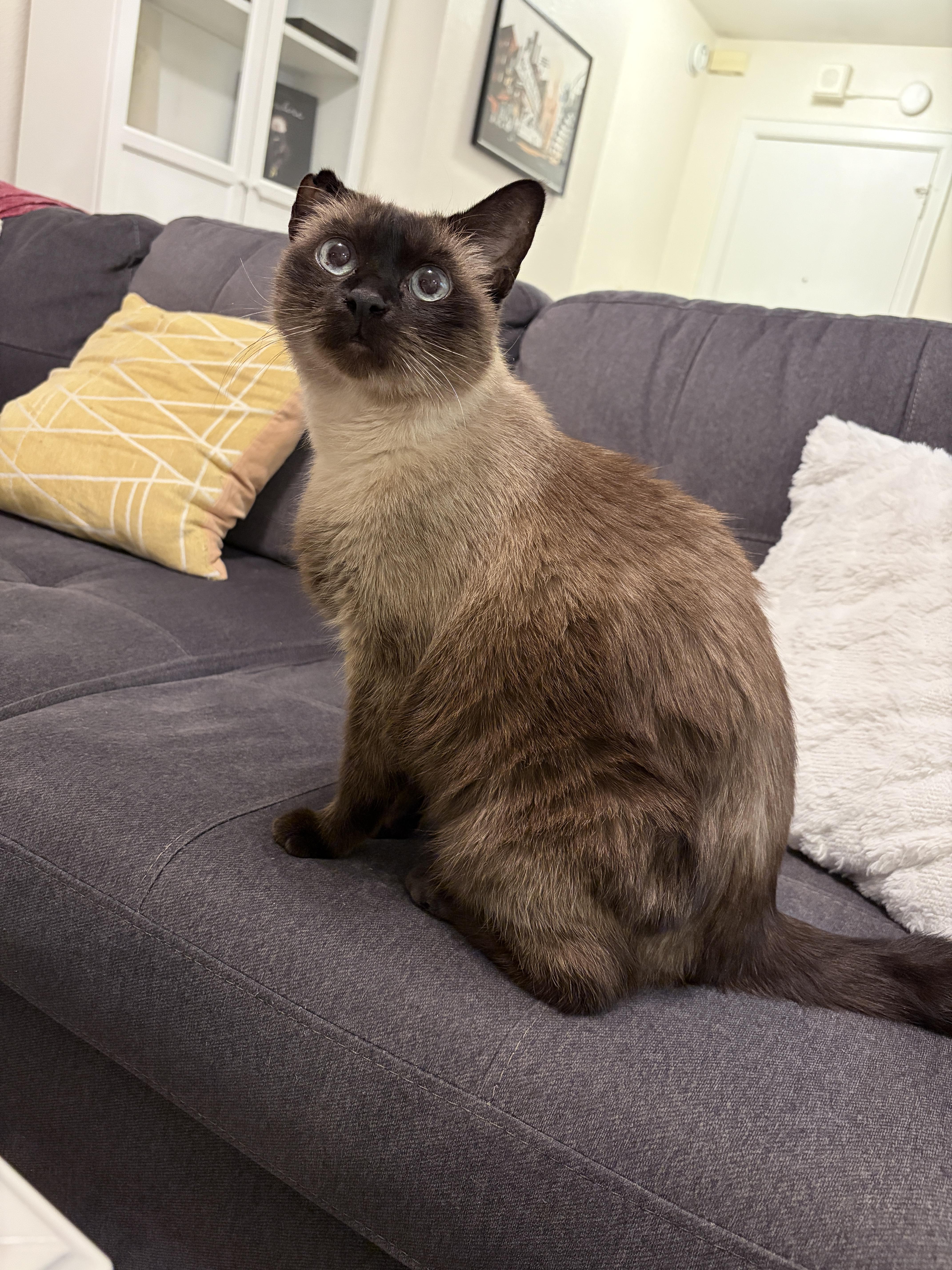 Enlarge Smokie, a Adoptable Domestic Short Hair in Seattle, WA image 2/5