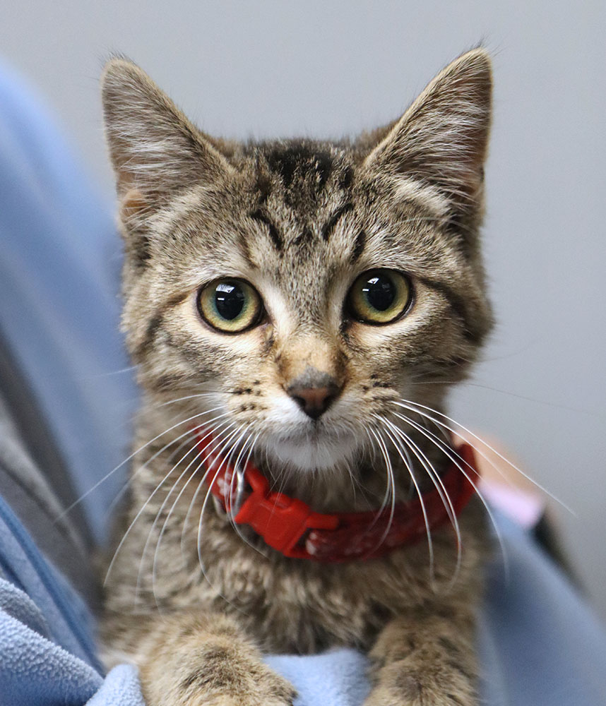 Cat for adoption Winona (AO32460), a Tabby in Kansas City, KS Petfinder