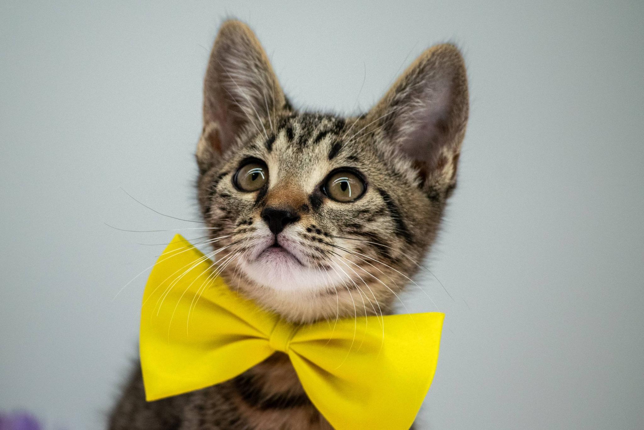 Pompompurin, a ADOPTABLE Domestic Short Hair in Sevierville, TN image 3/4