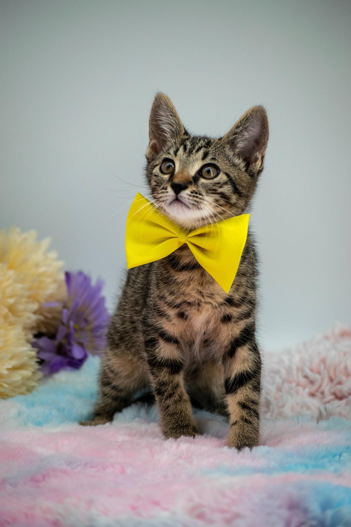 Pompompurin, a ADOPTABLE Domestic Short Hair in Sevierville, TN image 4/4