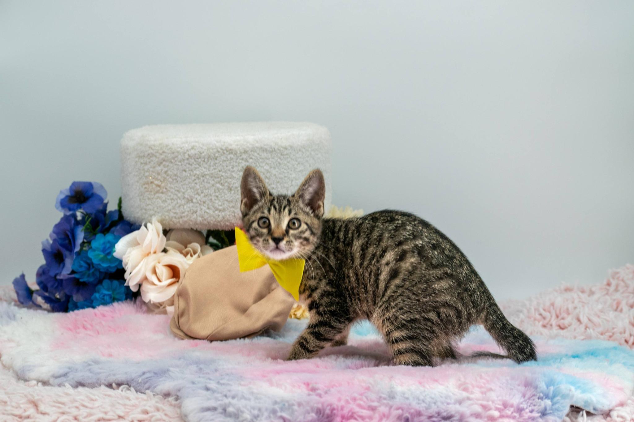 Pompompurin, a ADOPTABLE Domestic Short Hair in Sevierville, TN image 2/4