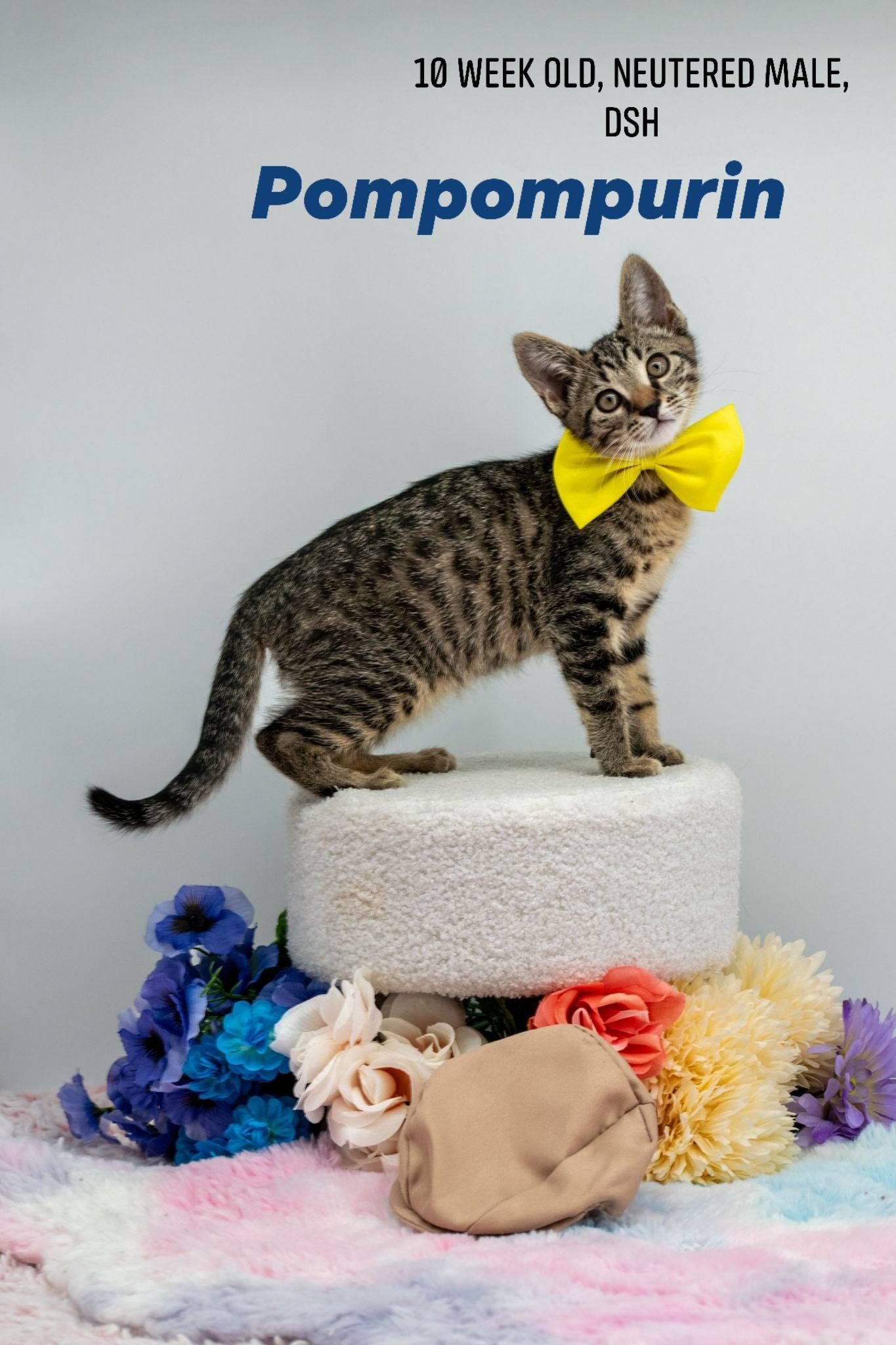Pompompurin, ADOPTABLE, Kitten Male Domestic Short Hair.