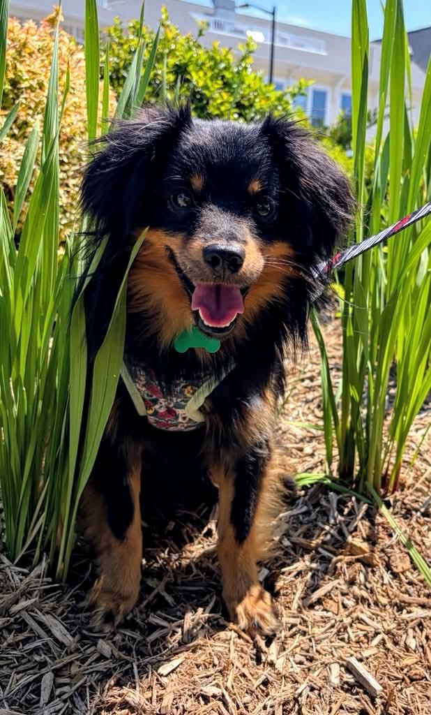 Walt, Adoptable, Adult Male Pomeranian & Dachshund.