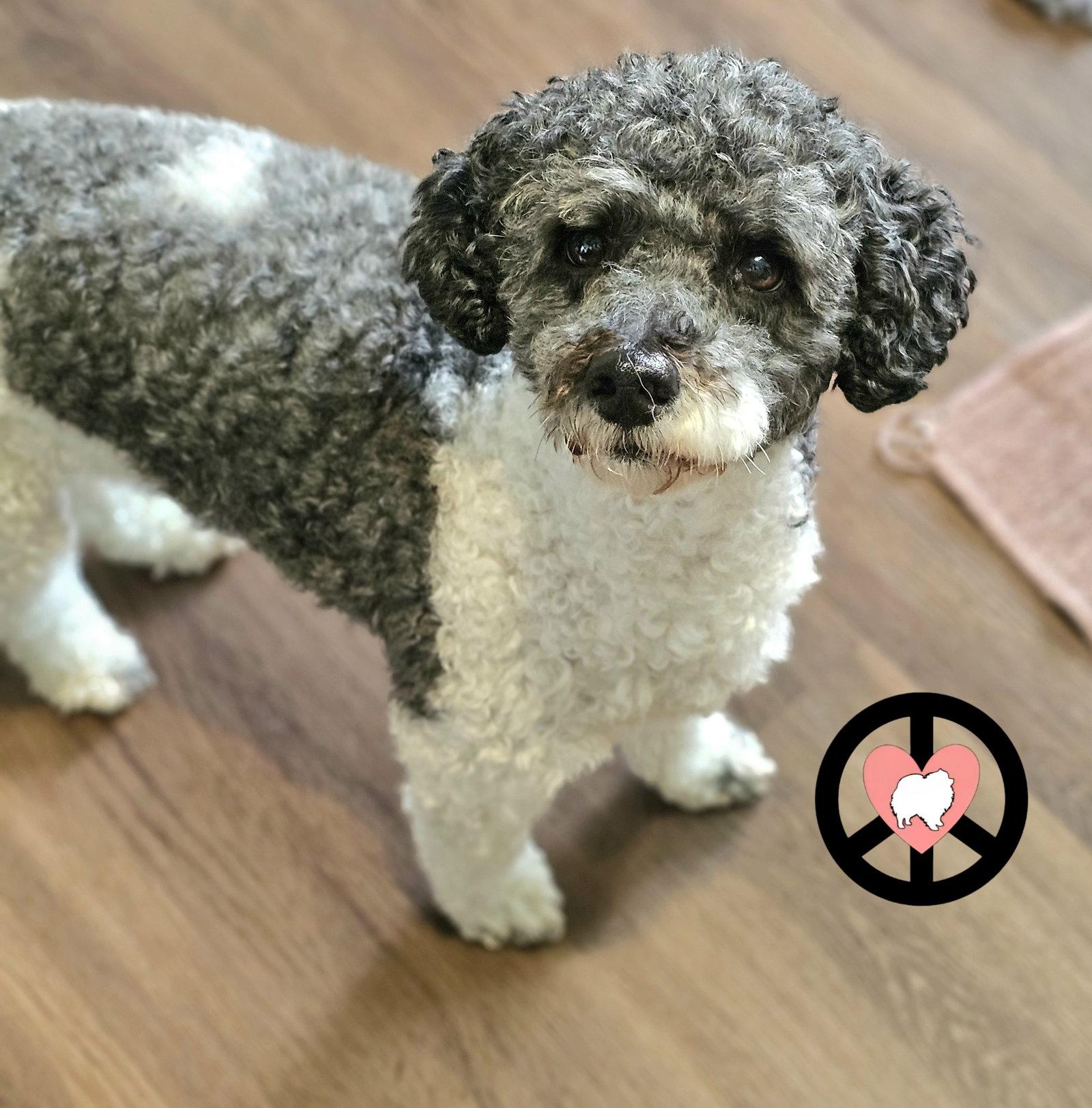 Oreo Kisses, Adopted, Adult Male Poodle.