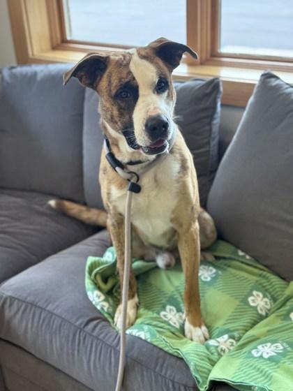 Ozzy, Adoptable, Adult Male Boxer & Mixed Breed.