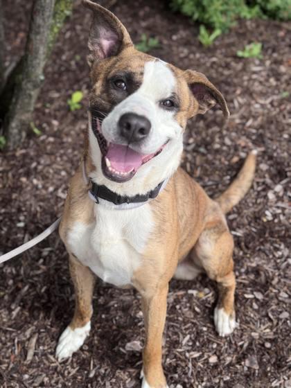 Enlarge Ozzy, a Adoptable mixed breed in Traverse City, MI image 2/3
