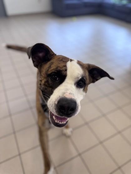 Enlarge Ozzy, a Adoptable mixed breed in Traverse City, MI image 3/3