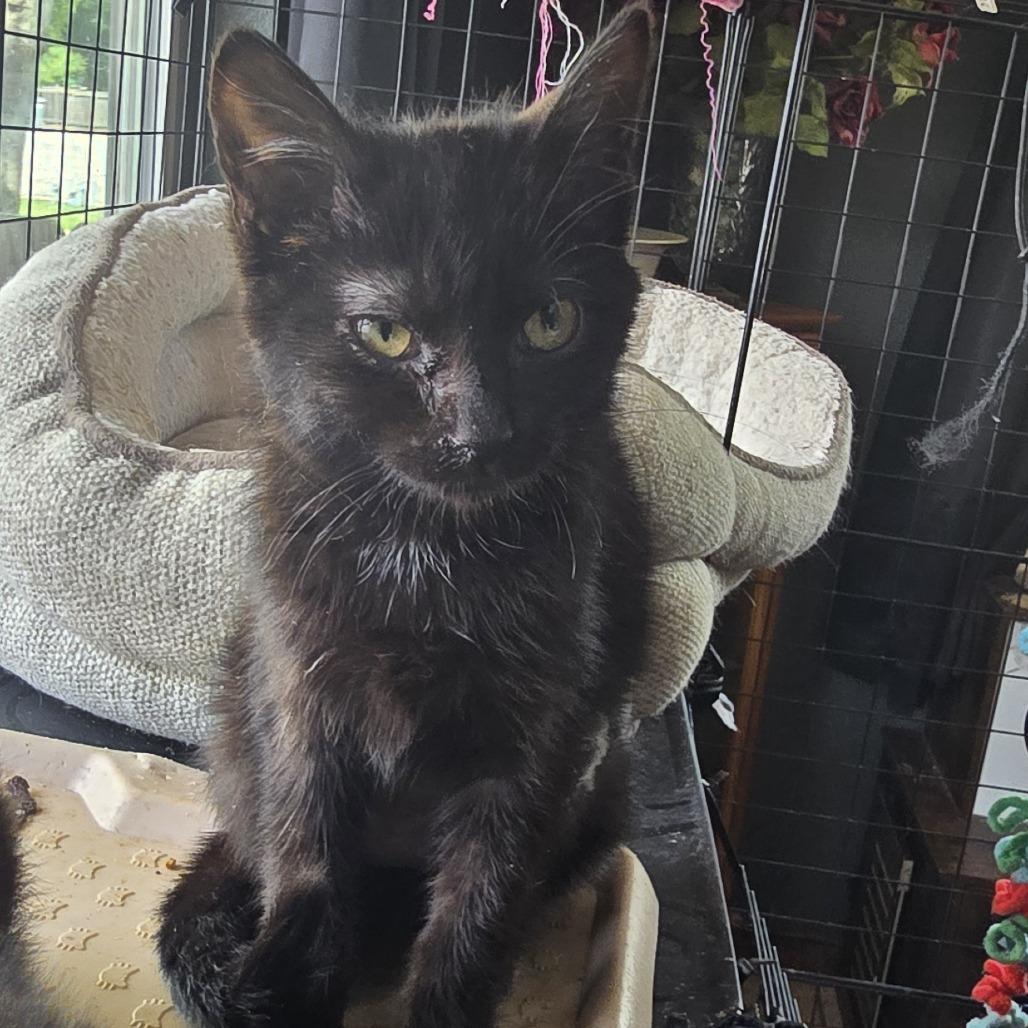 Ivy, Adoptable, Kitten Female Domestic Medium Hair.