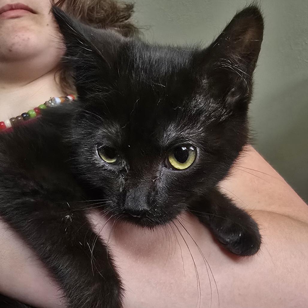 Ivy, a Adoptable Domestic Medium Hair in Wichita, KS image 2/4