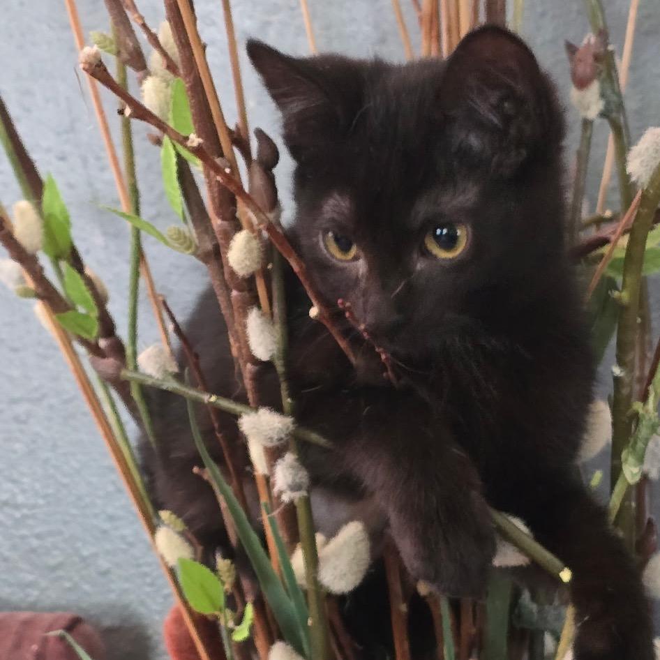 Ivy, a Adoptable Domestic Medium Hair in Wichita, KS image 3/4