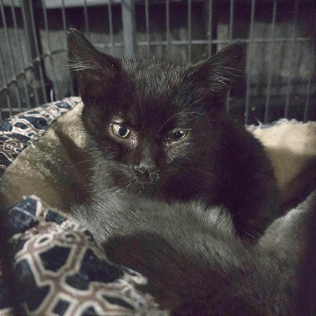 Ivy, a Adoptable Domestic Medium Hair in Wichita, KS image 4/4