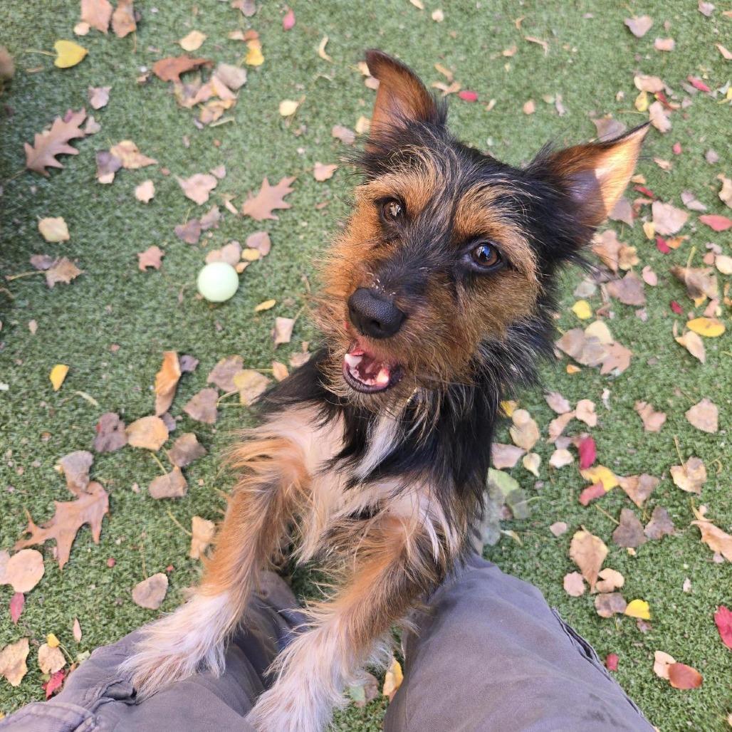 Enlarge Bom Bom, a Adoptable Yorkshire Terrier in South Burlington, VT image 1/6