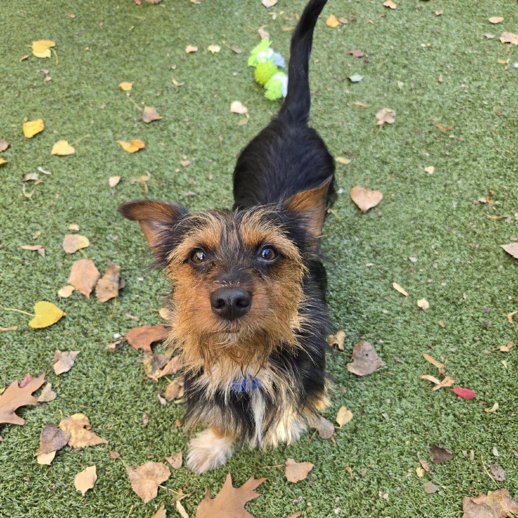 Enlarge Bom Bom, a Adoptable Yorkshire Terrier in South Burlington, VT image 2/6