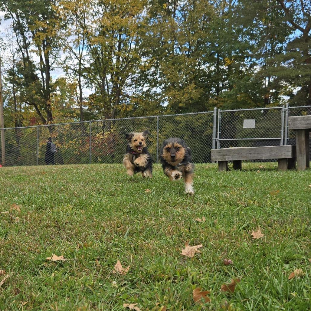 Enlarge Bom Bom, a Adoptable Yorkshire Terrier in South Burlington, VT image 3/6