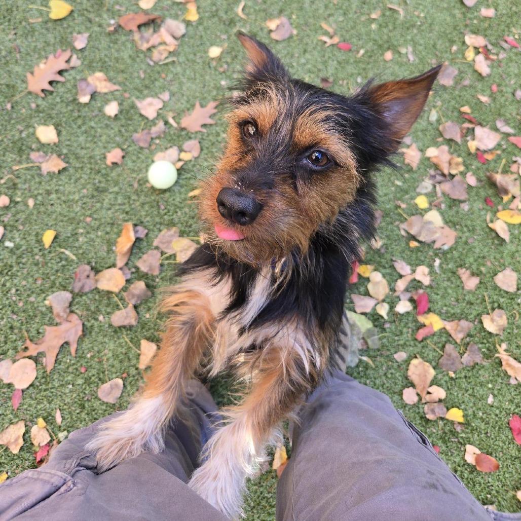 Enlarge Bom Bom, a Adoptable Yorkshire Terrier in South Burlington, VT image 4/6