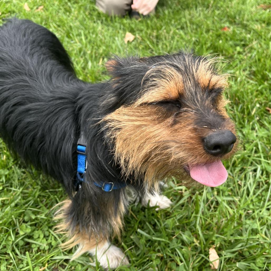 Enlarge Bom Bom, a Adoptable Yorkshire Terrier in South Burlington, VT image 5/6