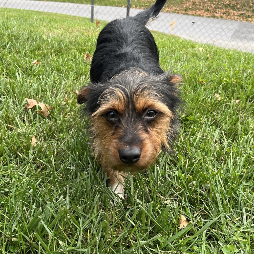 Enlarge Bom Bom, a Adoptable Yorkshire Terrier in South Burlington, VT image 6/6