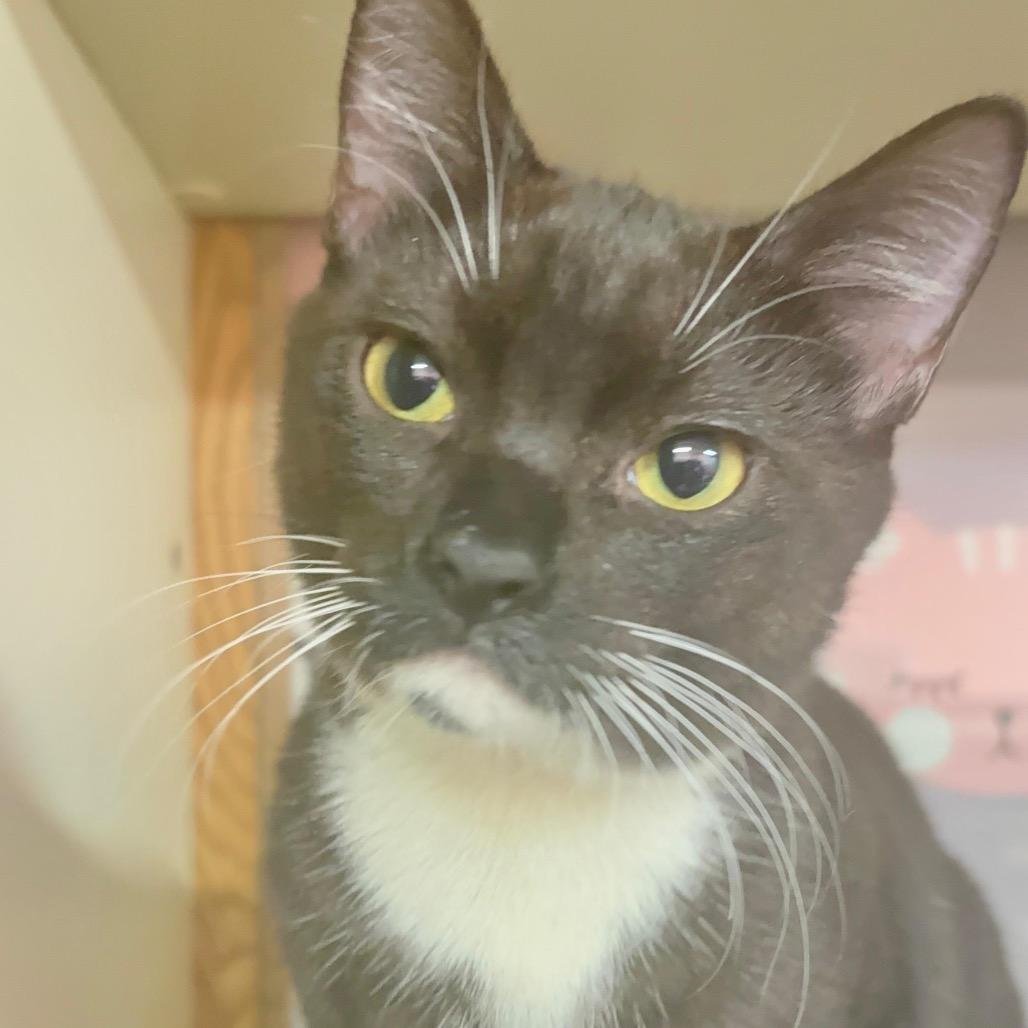 Enlarge Billie Eillish, a Adoptable Domestic Short Hair in Hamburg, NY image 1/3