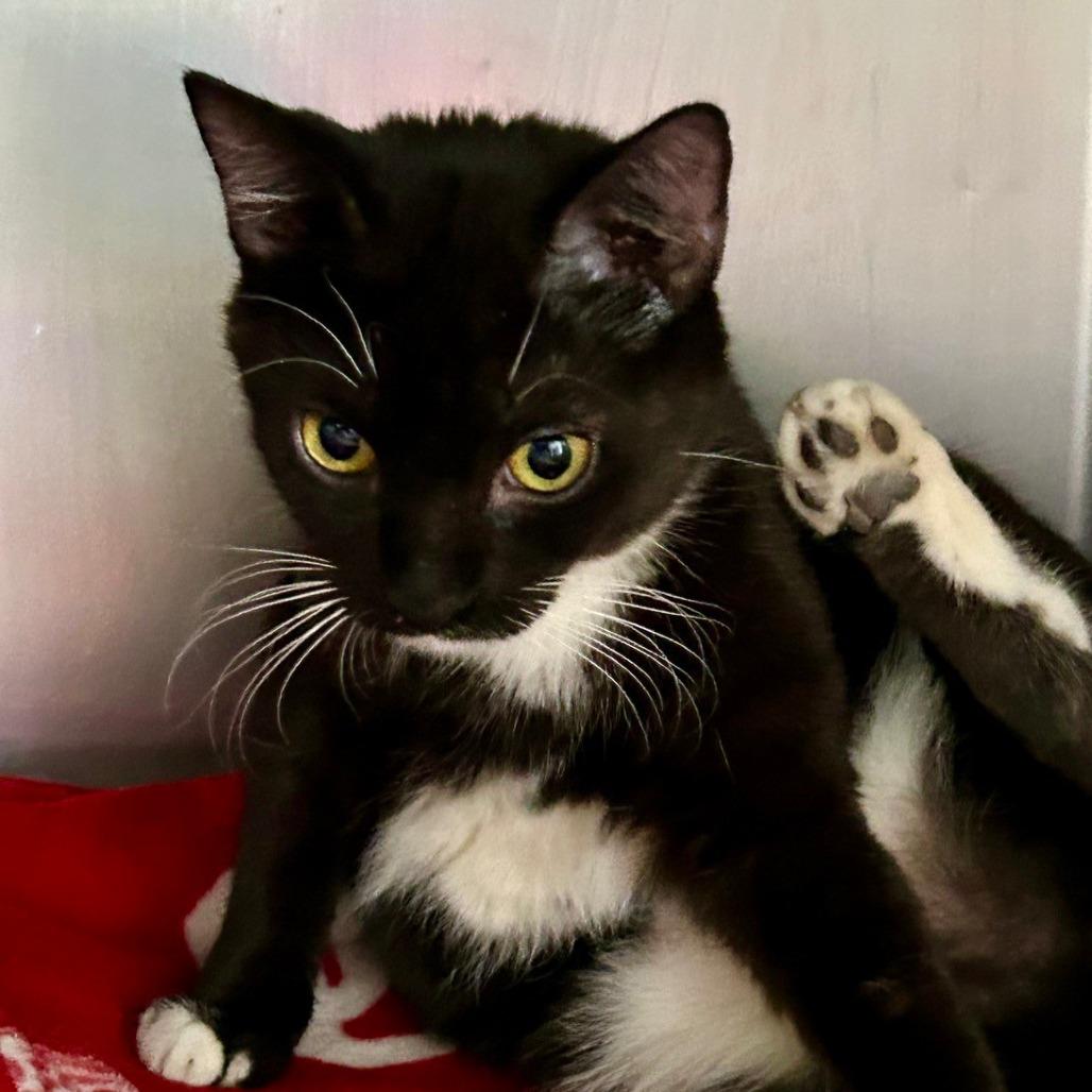 Enlarge Billie Eillish, a Adoptable Domestic Short Hair in Hamburg, NY image 2/3