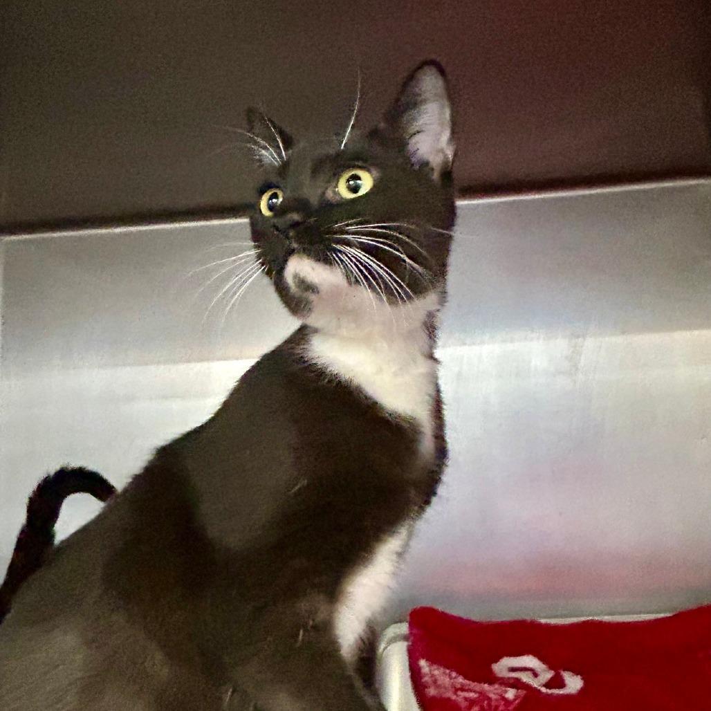 Enlarge Billie Eillish, a Adoptable Domestic Short Hair in Hamburg, NY image 3/3