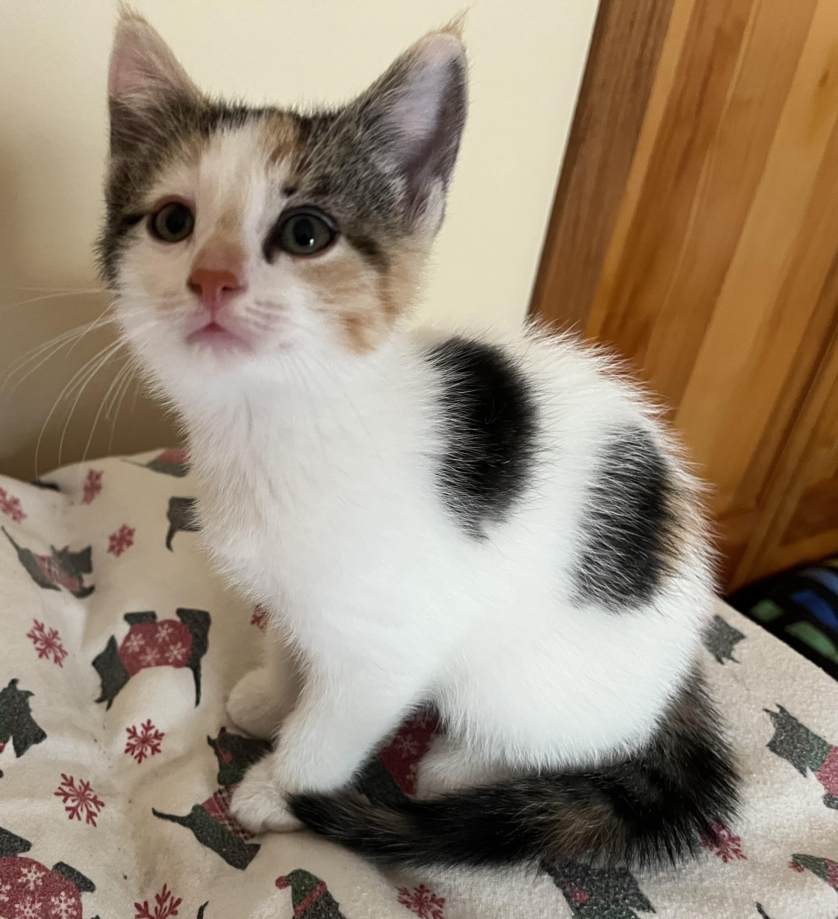 Enlarge Trixie, a Adoptable Domestic Short Hair in Tomah, WI image 1/1