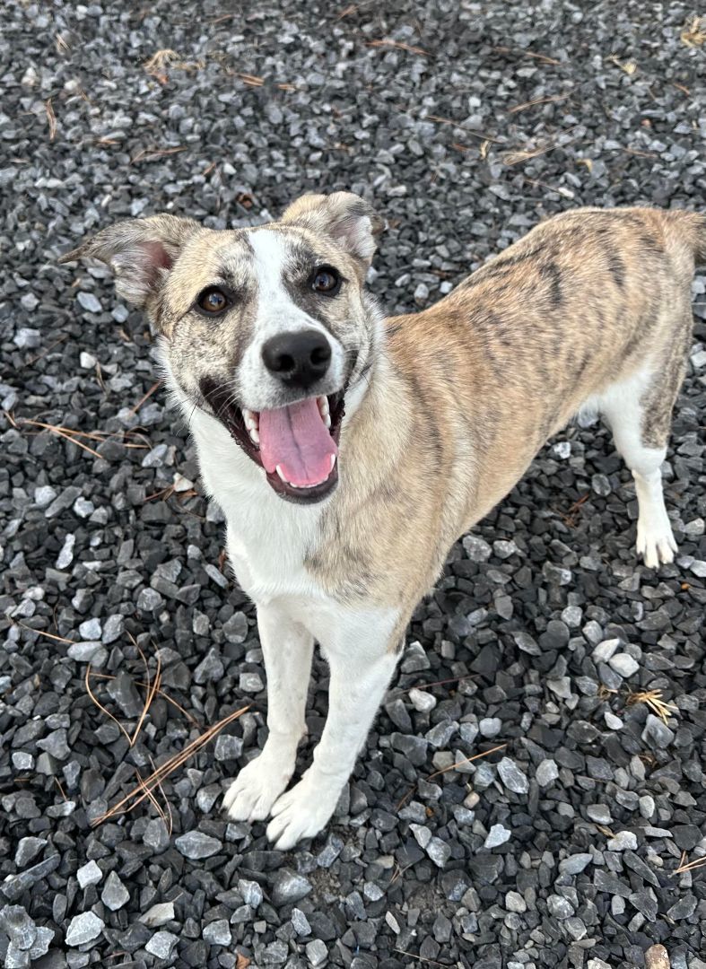 Sadie George, Adopted, Puppy Female Shepherd.