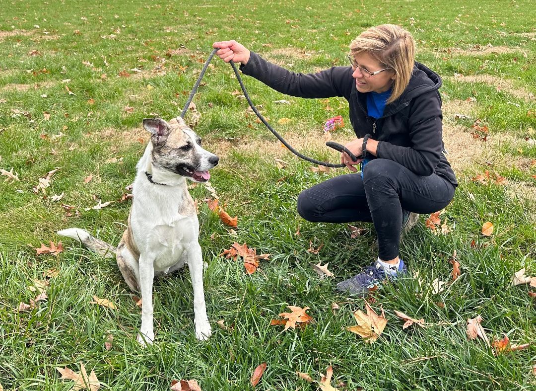 Enlarge Sadie George, a Adopted mixed breed in Paducah, KY image 2/3