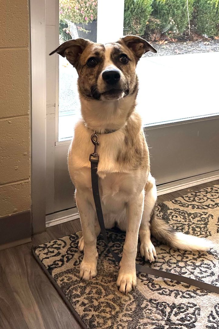 Enlarge Sadie George, a Adopted mixed breed in Paducah, KY image 3/3