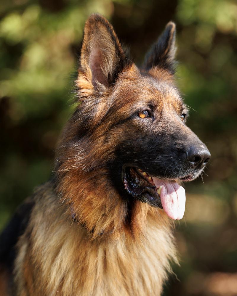 Elektra, Adoptable, Adult Female German Shepherd Dog.