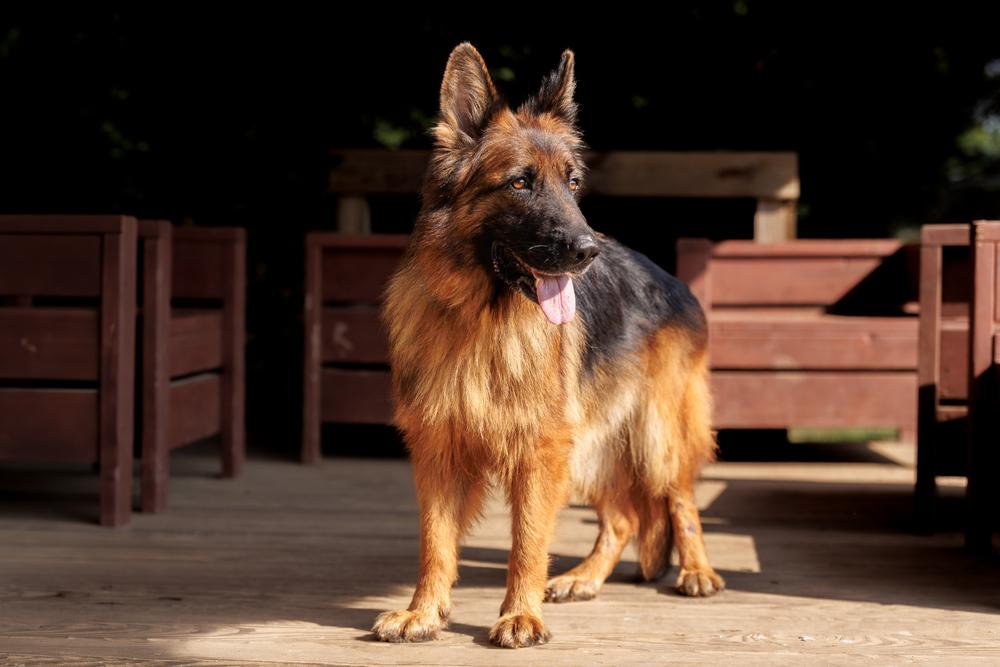 Elektra, a Adoptable German Shepherd Dog in Dacula, GA image 2/6