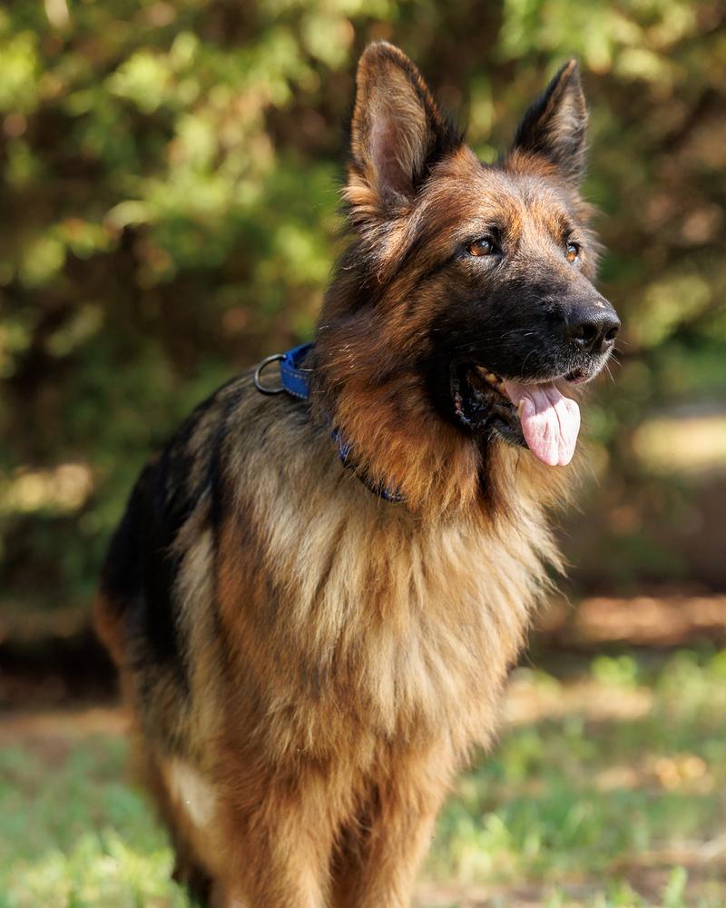 Elektra, a Adoptable German Shepherd Dog in Dacula, GA image 3/6