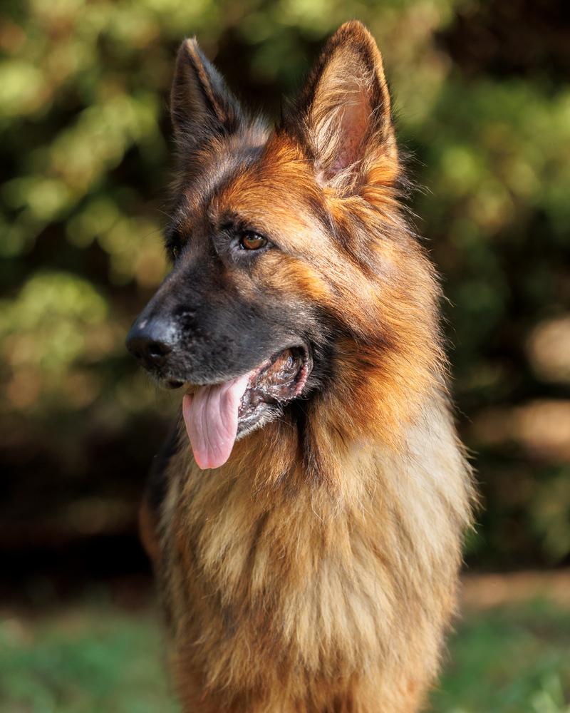 Elektra, a Adoptable German Shepherd Dog in Dacula, GA image 4/6