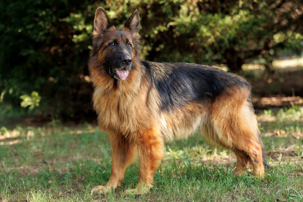 Elektra, a Adoptable German Shepherd Dog in Dacula, GA image 5/6